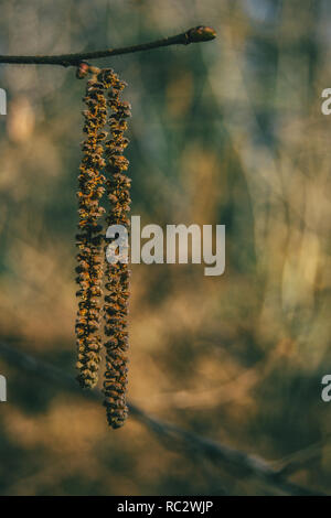 Close-up of a Corylus avellana accroché sur une branche Banque D'Images