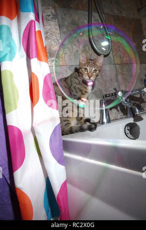 Chaton dans la baignoire avec une bulle de savon Banque D'Images