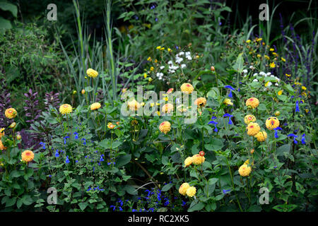 Dahlia sunny boy,fleurs,jaune,ball balle Dahlia dahlias,Salvia patens sauge gentiane,Guanajuato sauges,fleurs bleu intense,fleurs,vivaces,Flo,RM Banque D'Images