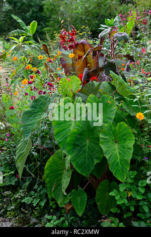 La Chine rose colocasia,Lilium Red Velvet,Lychnis coronaria jardiniers,monde,mandarine totalement geum Roldana petasitis ssp cristobalensis,velours feuilles rouge Banque D'Images