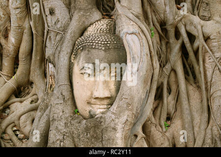 Vue incroyable sur la tête de statue de Bouddha en grès piégés dans l'arbre de la Bodhi racines à Wat Mahathat Temple antique à Ayutthaya, Thaïlande archéologique Banque D'Images