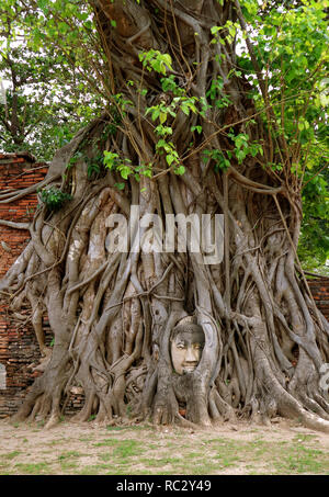 Tête de Bouddha en grès piégés dans l'arbre de la Bodhi racines à Wat Mahathat Temple antique à Ayutthaya, Thaïlande site archéologique Banque D'Images