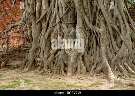 Tête de Bouddha en grès piégés dans les racines des arbres au Wat Mahathat Temple antique, Ayutthaya Historical Park, site archéologique en Thaïlande Banque D'Images