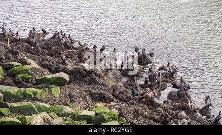 Cormorans sur des pierres à la rivière Duoro à Porto, Portugal Banque D'Images