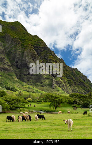 Happy cow se transforme en appareil photo sur un ranch bio sur l'île hawaïenne d'Oahu Banque D'Images