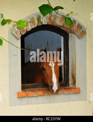 Cheval rouge et brun mignon à la fenêtre, grâce à la curiosité des animaux Banque D'Images