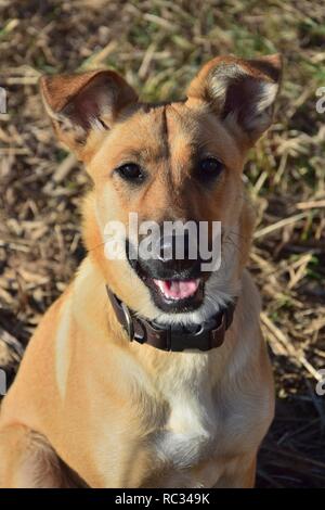 Portrait of a cute brown mixed-breed dog. Couleurs d'automne similaire à l'arrière-plan. Banque D'Images