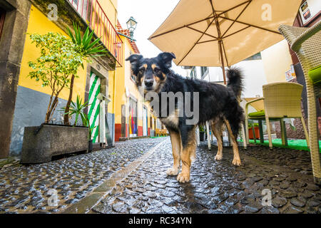 Grand chien à l'extérieur d'un restaurant en plein air dans les rues étroites à Funchal, Madère. Banque D'Images