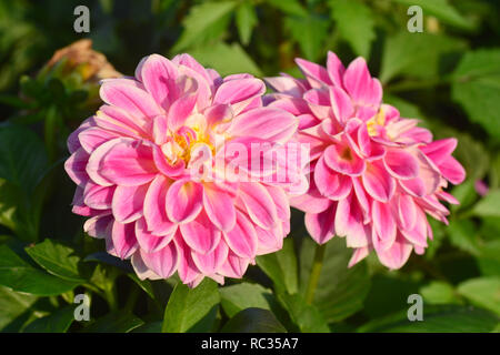 Libre de belle fleur dahlia en pleine floraison dans le jardin. Banque D'Images