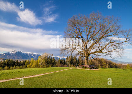 Un arbre avec un banc autour d'elle sur un livre vert prairie alpine près de Maria Plain à Bergheim bei Salzburg, Autriche. Romantique magnifique sur la montagne. Banque D'Images