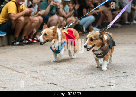 Deux chiens corgi, l'un vêtu d'un costume de superman, l'autre un costume de Batman, à pied à Doggy Con, un concours de costume de chien le 18 août 2018 à Atlanta. Banque D'Images