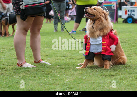 Un chien vêtu d'un costume de pirate est assis sur l'herbe à l'issue de Doggy Con, un concours de costume de chien le 18 août 2018 à Atlanta, GA. Banque D'Images