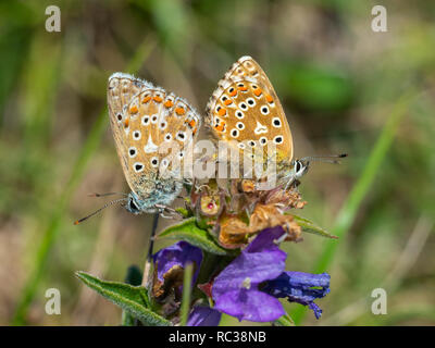 Blue (Polyommatus bellargus Adonis) papillons accouplement. Banque D'Images