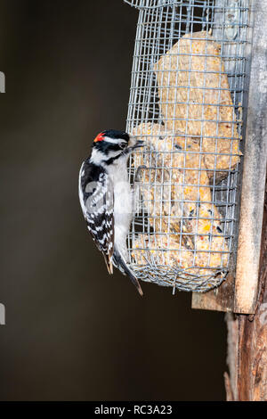 Le Pic mineur mâle sur suet d'alimentation. Banque D'Images