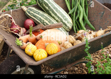 Les légumes récoltés dans une brouette rouillée Banque D'Images