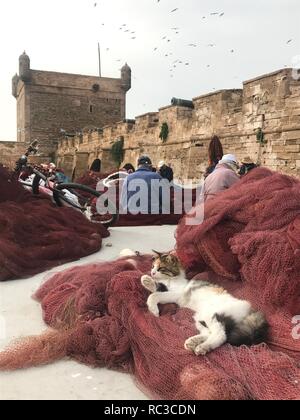 Filet de pêche sur la pose de chat Banque D'Images