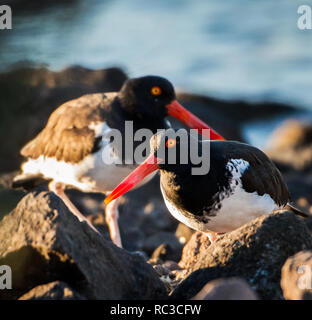 Huîtrier d'Amérique (Haematopus palliates) à San Carlos Beach, Sonora /México Banque D'Images