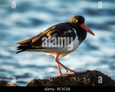 Huîtrier d'Amérique (Haematopus palliates) à San Carlos Beach, Sonora /México Banque D'Images