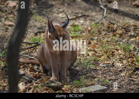 Un mignon et petit Caracal - golden cat de l'Afrique Banque D'Images