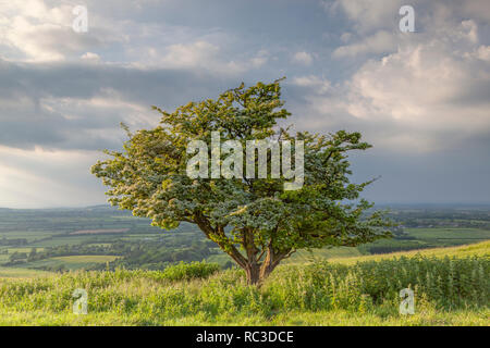 Arbre en fleurs sur une colline Banque D'Images