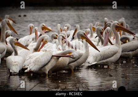 13 janvier 2019 - 13 janvier 2019. Cuautitlan Izcalli, au Mexique. Pelican américain blanc, dans le lac des nénuphars. PHOTO : OMAR L'PEZ (Image Crédit : © LopezZUMA sur le fil) Banque D'Images