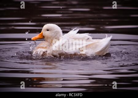 13 janvier 2019 - 13 janvier 2019. Cuautitlan Izcalli, au Mexique. Baignade Little Duck, dans le lac des nénuphars. PHOTO : OMAR L'PEZ (Image Crédit : © LopezZUMA sur le fil) Banque D'Images