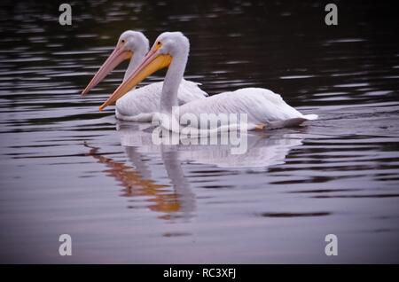 13 janvier 2019 - 13 janvier 2019. Cuautitlan Izcalli, au Mexique. Pelican américain blanc, dans le lac des nénuphars. PHOTO : OMAR L'PEZ (Image Crédit : © LopezZUMA sur le fil) Banque D'Images