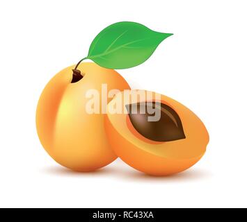 Icône vecteur d'abricot dans un style réaliste. Illustration de l'icône orange Juicy Fruit d'été avec feuille isolé sur fond blanc. Illustration de Vecteur