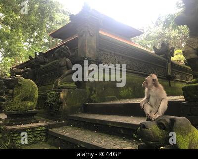 Singe à Ubud Monkey Forest Banque D'Images