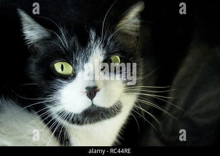 Chat noir et blanc avec l'immunodéficience féline Banque D'Images