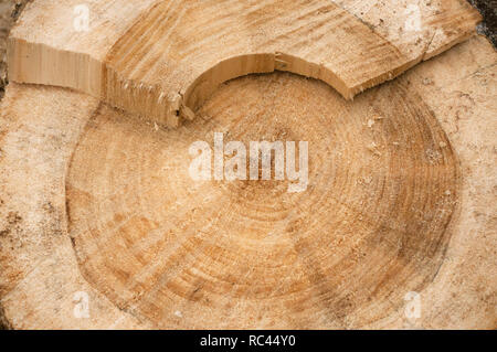 Macro closeup view de bois coupé fin section arbre généalogique avec des fissures et des anneaux annuels. Vue rapprochée d'un journal en bois. Banque D'Images