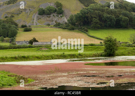 Fougère d'eau, parfois appelé Mosquito, fougère Azolla filiculoides, poussant sur le Canal de Lancaster en août près de Farleton tomba, Cumbria. La tombe peut être Banque D'Images