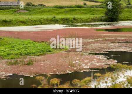 Fougère d'eau, parfois appelé Mosquito, fougère Azolla filiculoides, poussant sur le Canal de Lancaster en août près de Farleton tomba, Cumbria. La fougère est un n Banque D'Images