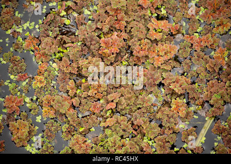 Fougère d'eau, parfois appelé Mosquito, fougère Azolla filiculoides, poussant sur le Canal de Lancaster en août près de Farleton tomba, Cumbria. La fougère est un n Banque D'Images