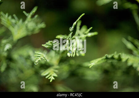Gouttes de pluie sur le pin brunch Banque D'Images