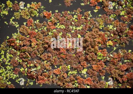 Fougère d'eau, parfois appelé Mosquito, fougère Azolla filiculoides, poussant sur le Canal de Lancaster en août près de Farleton tomba, Cumbria. La fougère est un n Banque D'Images