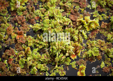 Fougère d'eau, parfois appelé Mosquito, fougère Azolla filiculoides, poussant sur le Canal de Lancaster en août près de Farleton tomba, Cumbria. La fougère est un n Banque D'Images