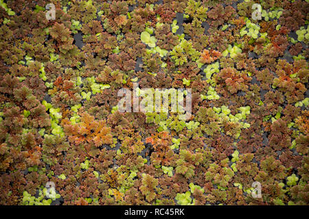 Fougère d'eau, parfois appelé Mosquito, fougère Azolla filiculoides, poussant sur le Canal de Lancaster en août près de Farleton tomba, Cumbria. La fougère est un n Banque D'Images