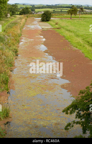 Fougère d'eau, parfois appelé Mosquito, fougère Azolla filiculoides, poussant sur le Canal de Lancaster en août près de Farleton tomba, Cumbria. La fougère est un n Banque D'Images