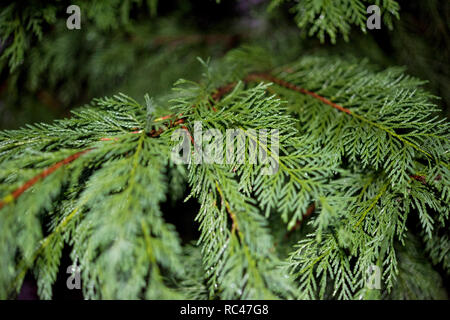 Gouttes de pluie sur le pin brunch Banque D'Images