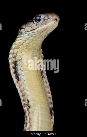 King Cobra de Mindanao (Ophiophagus hannah) Banque D'Images