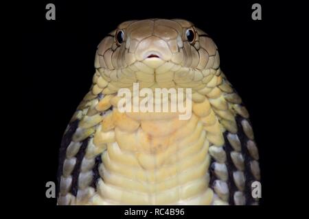 King Cobra chinois (Ophiophagus hannah) Banque D'Images