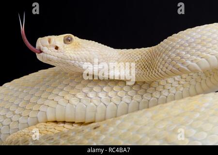 Crotale de l'Ouest (Crotalus atrox diamondback) albino Banque D'Images