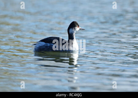 Grèbe Banque D'Images