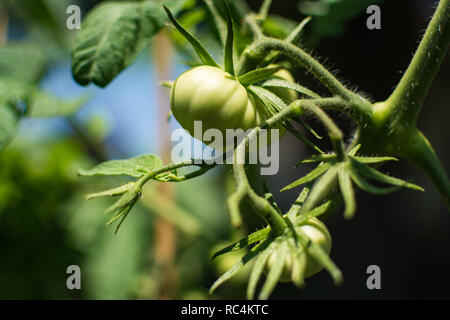 Heirloom tomato croissant sous le soleil d'après-midi. Banque D'Images