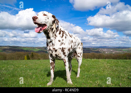 Dalmatien adultes profitant du soleil de printemps anglais sur le flanc de champ. Banque D'Images