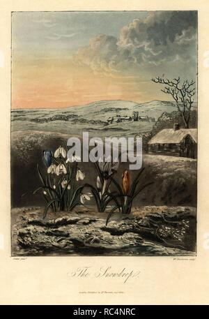 Snowdrop, Galanthus nivalis, et crocus, Crocus vernus, contre un paysage hivernal. Peint par Pether, gravée par William Dunkarton. Crépi coloriée à la gravure sur cuivre de Dr Robert Thornton's 'Temple de la flore, loterie' édition, Londres, 1812. Les illustrations sont un mélange de l'aquatinte, Gravure et estampes crépi fini à la main. Banque D'Images