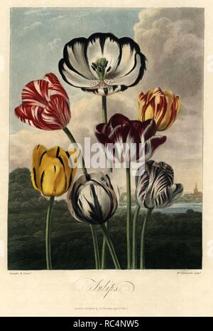 Variétés de tulipe, Tulipa gesnera. Peint par Philip Reinagle, gravée par William Dunkarton. Crépi coloriée à la gravure sur cuivre de Dr Robert Thornton's 'Temple de la flore, loterie' édition, Londres, 1812. Les illustrations sont un mélange de l'aquatinte, Gravure et estampes crépi fini à la main. Banque D'Images