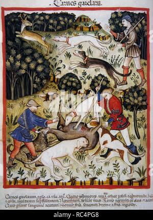 Tacuinum Sanitatis. 14e siècle. Manuel de l'époque médiévale la santé. La viande de la Gazelle. La chasse. Folio 71v. Banque D'Images