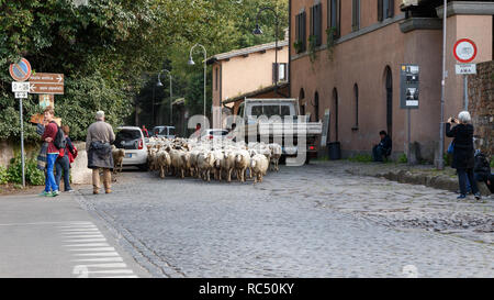 Troupeau de moutons bloquant la Voie Appienne, en tant qu'ils sont entassés à Rome, Italie. Banque D'Images